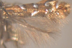Phyllonorycter lemarchandi