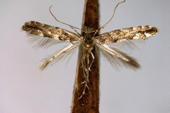 Phyllonorycter apparella