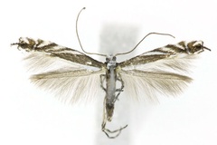 Micrurapteryx kollariella