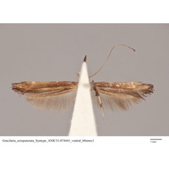 /filer/webapps/moths_gc/media/images/O/octopunctata_Caloptilia_ST_ANIC31-074441_ventral.jpg