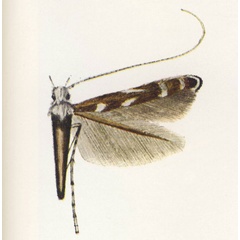 /filer/webapps/moths_gc/media/images/H/hormophora_Polydema_Vari_1961_Pl11-5.jpg