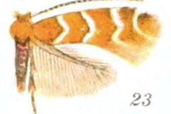 Phyllonorycter mariaeella