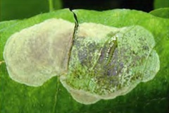 Chrysaster hagicola