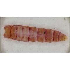 /filer/webapps/moths_gc/media/images/K/klimeschiella_Phyllonorycter_Pupa_ZSM.jpg