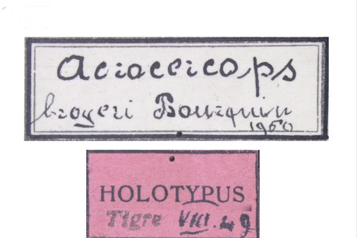 /filer/webapps/moths_gc/media/images/B/breyeri_Acrocercops_HT_MACN_Labels.jpg