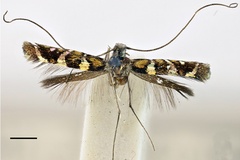 Philodoria auromagnifica