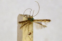 Acrocercops mesochaeta