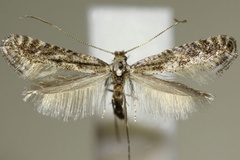 Parornix devoniella