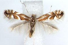 Phyllonorycter cerasicolella