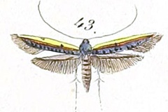 Caloptilia chrysitis
