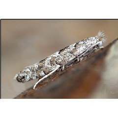 /filer/webapps/moths_gc/media/images/P/pastorella_Phyllonorycter_A_Knyazev-et-al_2018_265.jpg