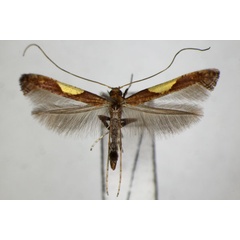 /filer/webapps/moths_gc/media/images/W/wakayamensis_Caloptilia_A_ZSM.jpg