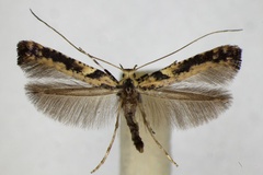 Caloptilia semifascia