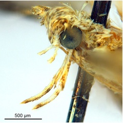 /filer/webapps/moths_gc/media/images/P/panconita_Murwillumba_AF_A14_head-2_De-Prins-et-al_2026_299.jpg