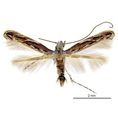 /filer/webapps/moths_gc/media/images/D/desmodiella_Liocrobyla_M1_ANIC.jpg