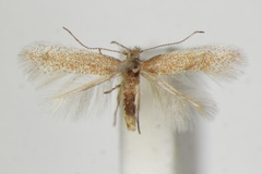 Phyllonorycter bartolomella