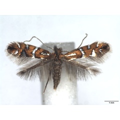 /filer/webapps/moths_gc/media/images/N/nigrescentella_Phyllonorycter_AF_WJDP.jpg