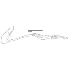 /filer/webapps/moths_gc/media/images/H/hyperpersea_Phyllocnistis_HT_GM_aedeagus_Davis-et-Wagner_2011_66.jpg