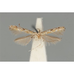/filer/webapps/moths_gc/media/images/C/clisiophora_Acrocercops_ST_ANIC31-087233_dorsal.jpg