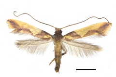 Caloptilia xanthopharella