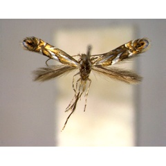 /filer/webapps/moths_gc/media/images/P/propinquinella_Phyllonor_male_A_EIHU.jpg