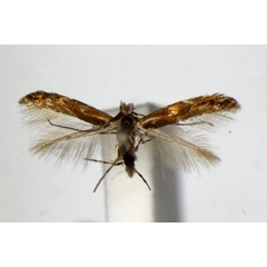 /filer/webapps/moths_gc/media/images/U/uchidai_Phyllonorycter_PT_ZSM.jpg