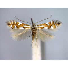 /filer/webapps/moths_gc/media/images/A/alpina_hauderiella_Phyllonorycter_A_EIHU.jpg
