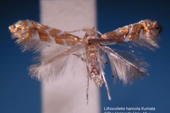 Phyllonorycter hancola