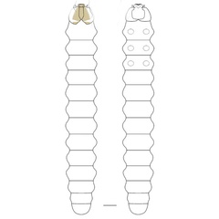 /filer/webapps/moths_gc/media/images/L/leguminivora_Adenogasteria_larva-sapfeeding_Davis-et-al_2019.jpg