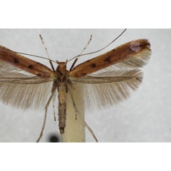 /filer/webapps/moths_gc/media/images/B/betulicola_Caloptilia_A_ZSM_2.jpg