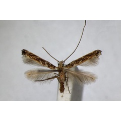 /filer/webapps/moths_gc/media/images/L/labyrinthica_Stomphastis_A_ZSM.jpg