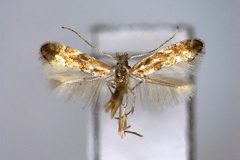 Phyllonorycter ostryae