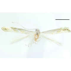 /filer/webapps/moths_gc/media/images/P/phallustenuis_Phyllonorycter_HT_Kim-etal_2024_400.jpg