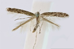 Parectopa viminea