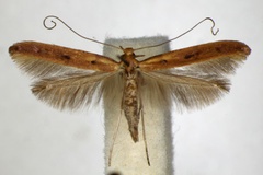Caloptilia elongella