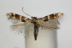 Phyllonorycter agilella