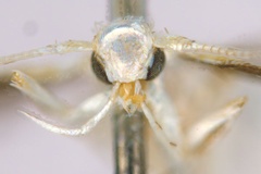 Cuphodes drypette
