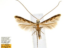 Diphtheroptila breynella