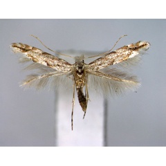 /filer/webapps/moths_gc/media/images/P/pastorella_Phyllonorycter_A_EIHU.jpg