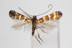 Chrysaster hagicola