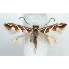 /filer/webapps/moths_gc/media/images/G/grewiaecola_Phyllonorycter_AM_RMCA.jpg