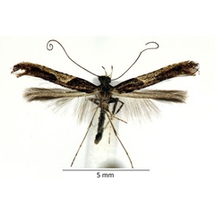 /filer/webapps/moths_gc/media/images/F/fidella_Caloptilia_iM_02_LR.jpg