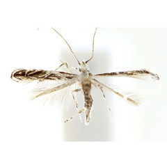 /filer/webapps/moths_gc/media/images/B/brachybotrys_Liocrobyla_M_Kim-etal_2023.jpg