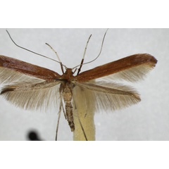 /filer/webapps/moths_gc/media/images/B/betulicola_Caloptilia_A_ZSM.jpg