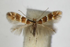 Phyllonorycter tristrigella