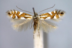 Phyllonorycter alpina