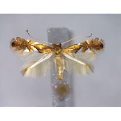 /filer/webapps/moths_gc/media/images/J/joviella_Phyllonorycter_A_EIHU.jpg