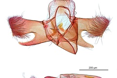 Parectopa melanoxyla
