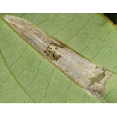 /filer/webapps/moths_gc/media/images/C/canadensisella_Caloptilia_mine2_Eiseman_2025_1804.jpg