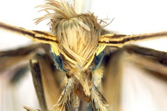 Diphtheroptila crotonella